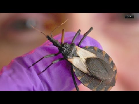 How Chagas Disease and the ‘kissing bug’ invade your bloodstream