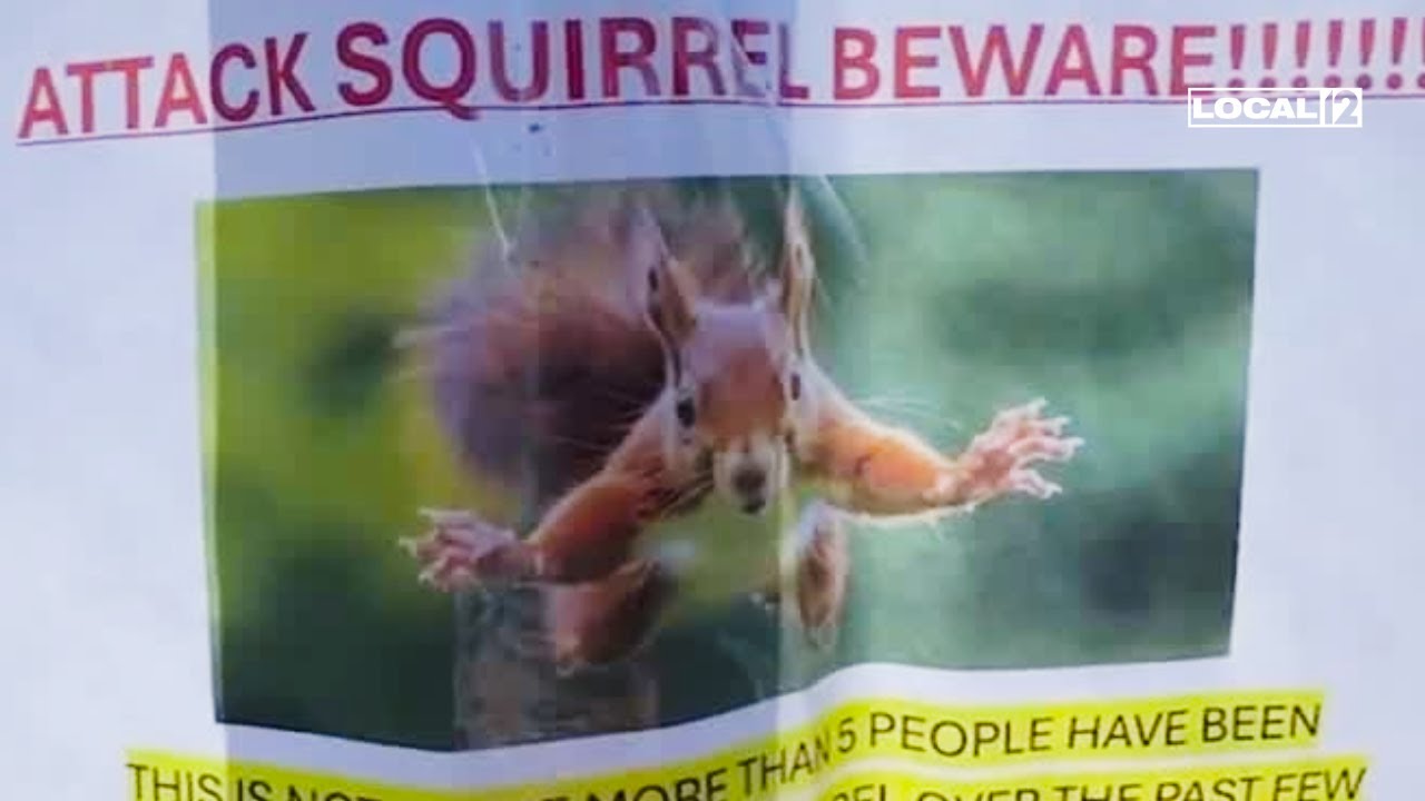 Vicious squirrel attacks sends 2 victims to the emergency room