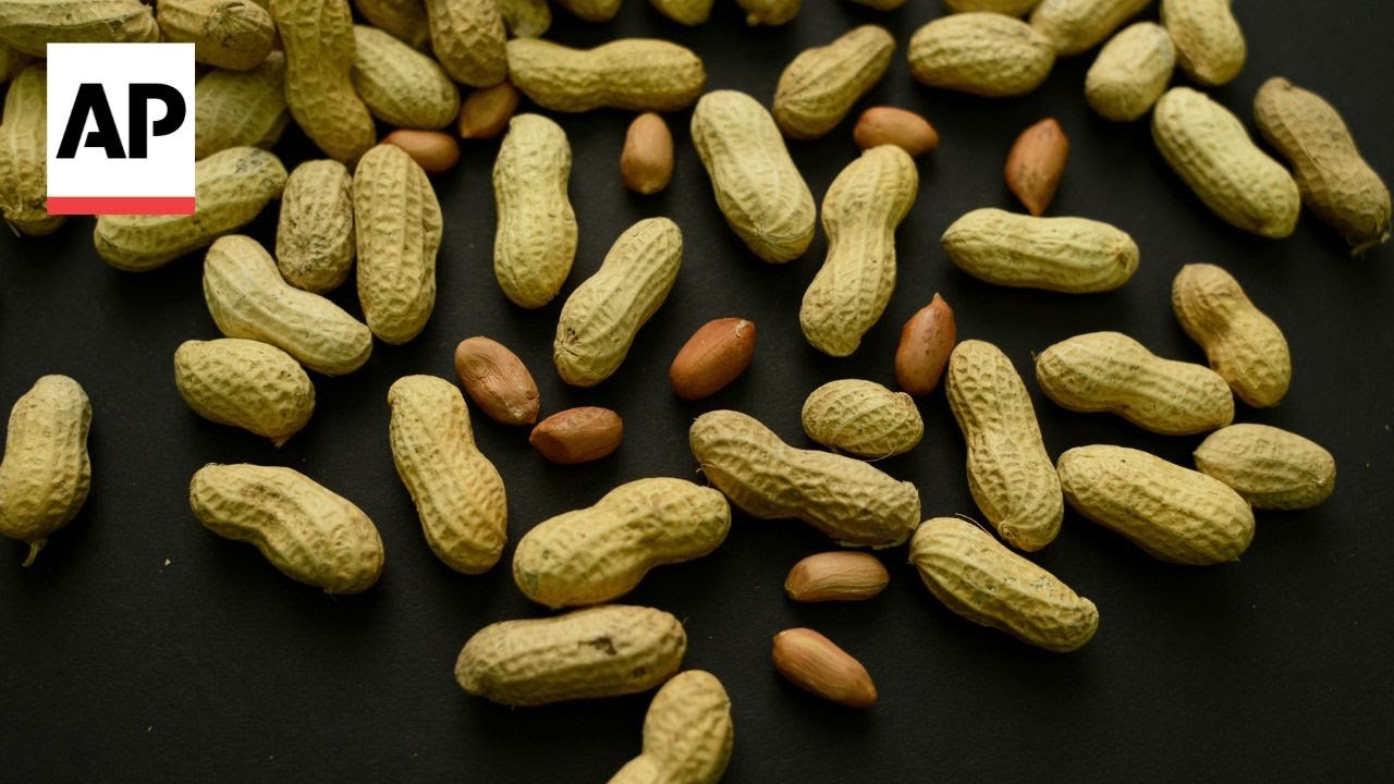 Feeding peanuts to babies early helped 60,000 kids avoid allergies, study finds