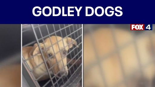 Godley dog pack safely captured