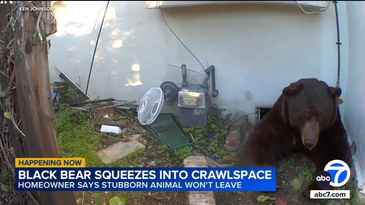 Man finds 500-pound bear living in narrow crawl space underneath home