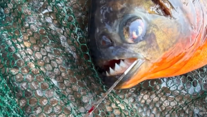 Pennsylvania boy reels in piranha during fishing trip with dad