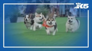 Seattle Corgi wins race in Lithuania
