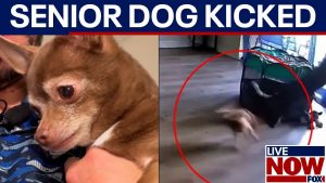 Dog kicked unconscious: Florida HVAC worker knocked out customer’s pet, police say