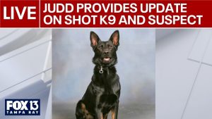Judd provides update on shot K9 and suspect