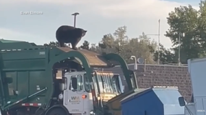 Bear wakes up after being trash container it was sleeping in was dumped into dump truck