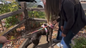 Dog reunited with owner after being allegedly stolen 5 years ago