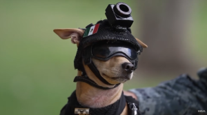 Mexican National Guard recruits Comando, the Chihuahua