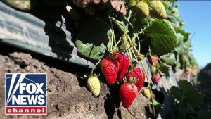 FARMING REVOLUTION: Propane-powered tech steams soil